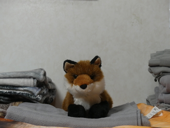 Unnamed 4 (Red Fox, Douglas)